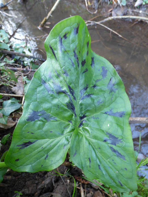 Arum maculatum